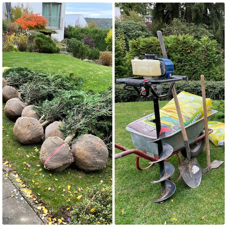 Großbaumpflanzung mit Wurzelballen