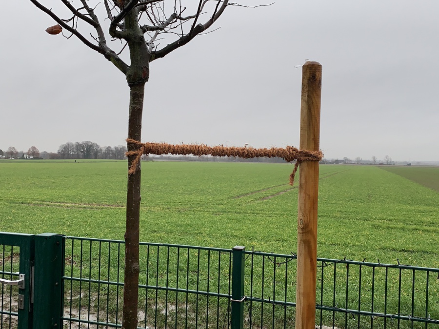 Frisch gepflanzter Baum mit Stützpfahl und Kokosbindung — Detail-Handwerk