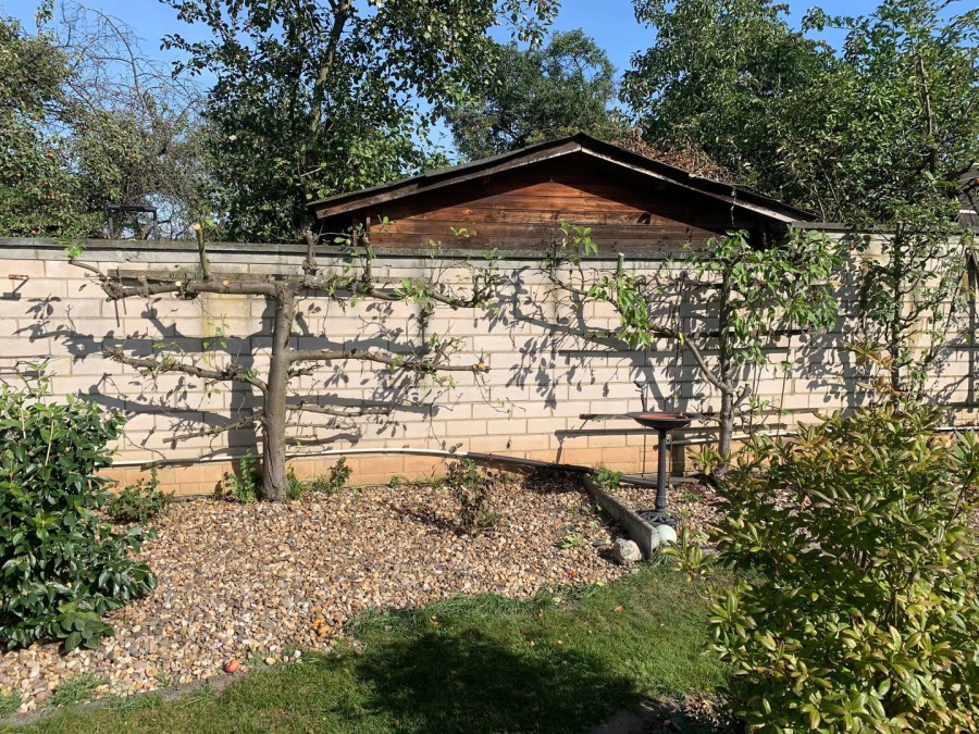 Spalier-Obstbäume vor Steinmauer